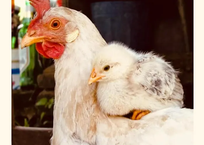 Cascina Burroni Holiday home Lerma