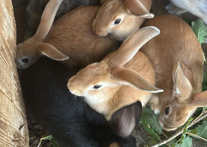 Cascina Burroni * Lerma